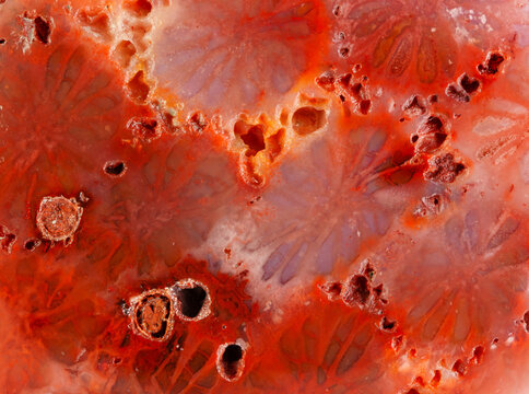 Red agatized fossil coral symbiosis of agate and crystal