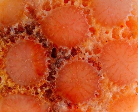 Red agatized fossil coral symbiosis of agate and crystal