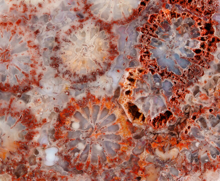 agatized fossil coral symbiosis of agate and crystal