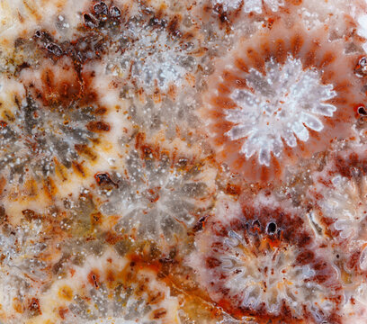 agatized fossil coral symbiosis of agate and crystal