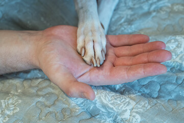 White whippet paw on a man's hand.