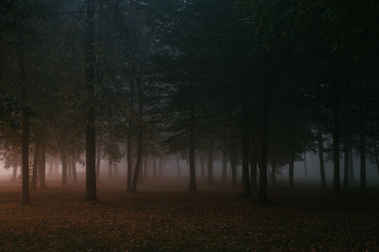 Fototapeta Foggy autumn forest at dawn