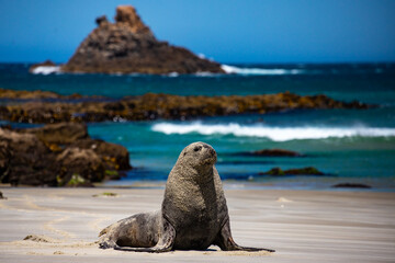 massive male of new zealand sea lion (Phocarctos hookeri) coverd in sand resting on the beach at sandfly bay, otago peninsula near dunedin, new zealand south island