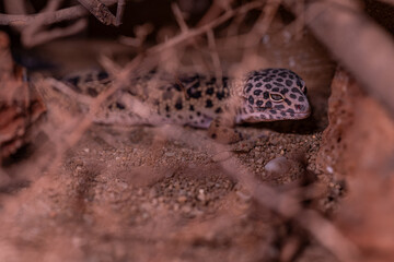 Night gecko in detail with rhinestones.