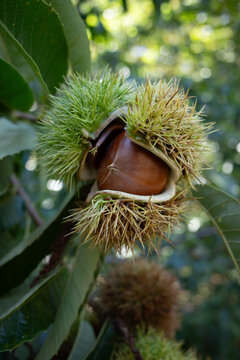 Chestnut seed