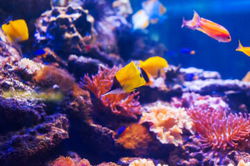 Naklejka na ściany i meble Tropical marine fish on a coral reef.