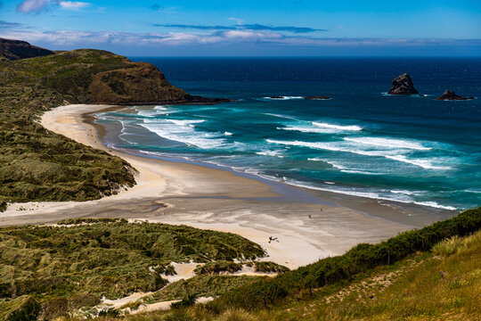 panorama of sandfly bay, famous beach with wildlife on otago peninsula near dunedin, new zealand south island