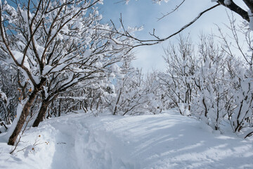 雪の登山道