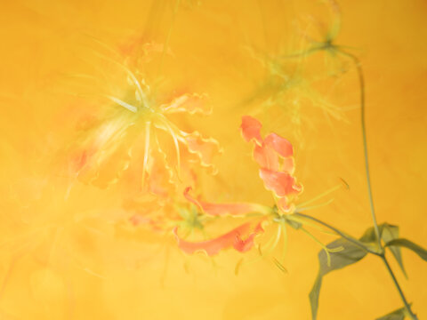 Gloriosa yellow wall 