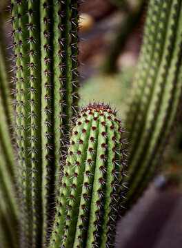Cactus Elegance: Captured on 120 mm Film