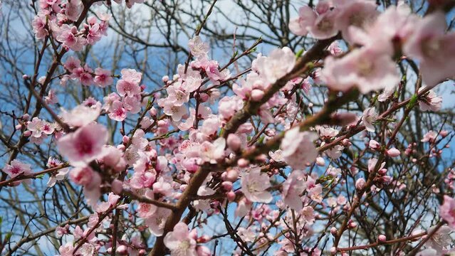 Apricot or peach branch with flowers in spring bloom. Pink purple spring flowers. Prunus armeniaca flowers with five white to pinkish petals. They are produced singly or in pairs in early spring