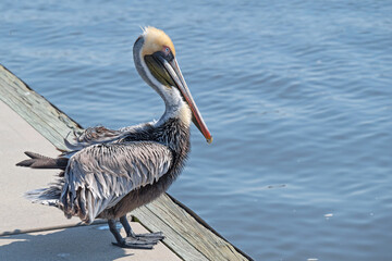 Brown Pelican standing on pier overlooking water.