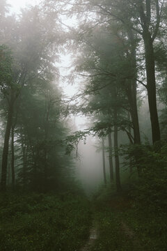 Fototapeta Road through haunted forest with fog