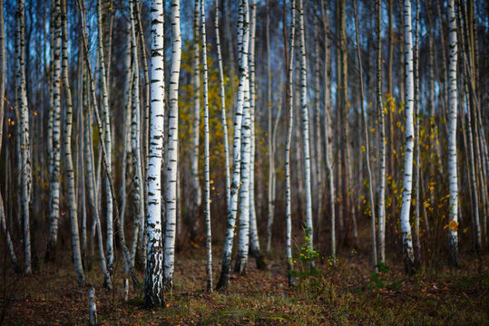 Birch yellow trees forest autumn landscape