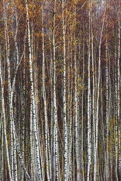 Birch yellow trees forest autumn landscape