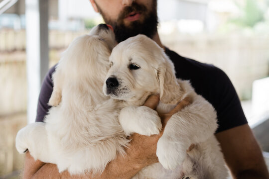 puppies cuddled by man