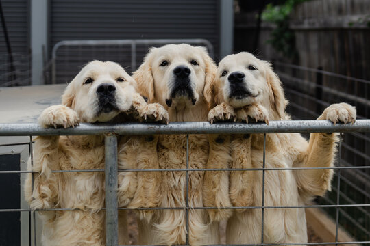 three golden retrievers at a gate