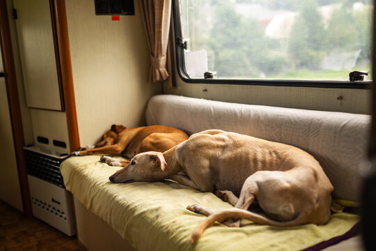 dogs lying on the seat of a motorhome