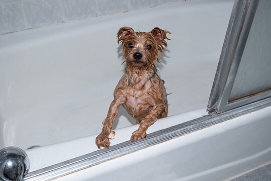 Dog Having A Bath