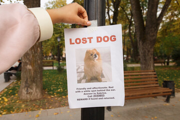 Crop woman sticking paper with lost pet announcement