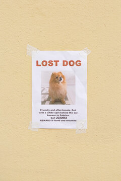 Poster of missing dog hanging on wall