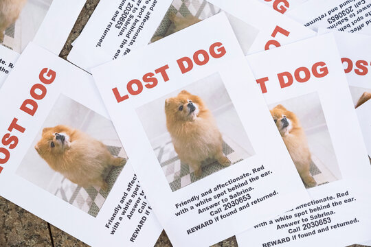 Flyers with lost dog inscription lying on ground