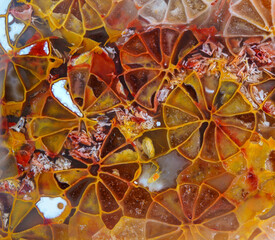 agatized fossil coral symbiosis of agate and crystal