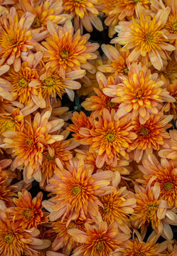 large grouping of yellow and orange chrysanthemums