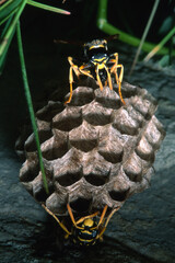 wasp on a nest. Paper wasp (Polistes gallicus) or Polistes dominulus building nest.. Paper wasp. It...