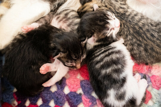 Cozy home rest: Peaceful nap for furry companion
