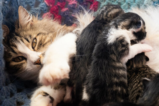 Cozy cat companions: Adorable resting and exploring