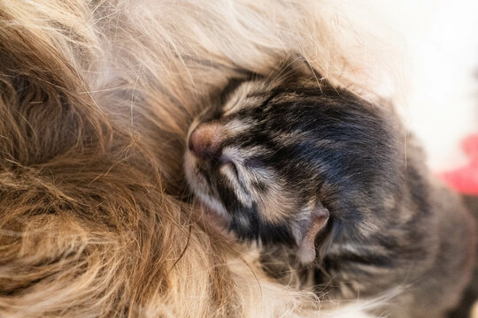 Cute animal friends: Peaceful sleep outdoors