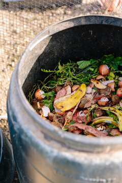 Open compost bin at allotment