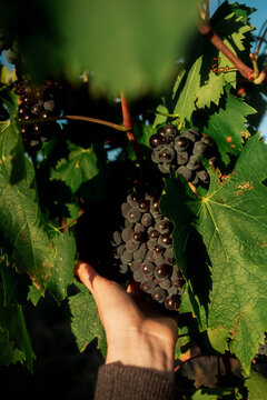 Grapes