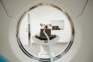 Dog getting tomography in hospital
