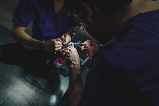 Doctors inserting tube to mouth of dog in vet hospital