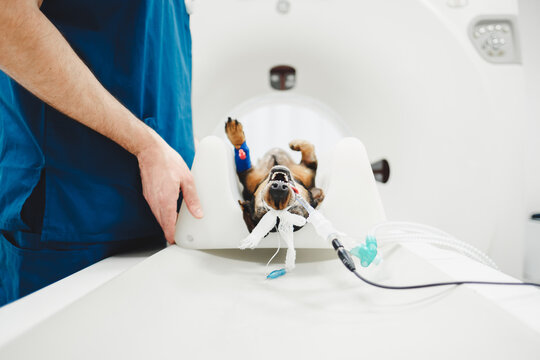Veterinarian preparing dog for CT scan in hospital