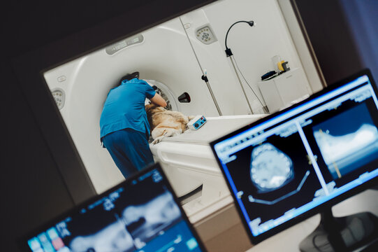 Anonymous veterinarian performing CT scan on dog