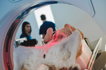 Dog lying on back on CT scanner with standing doctors