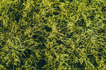 緑色の美しい植物の素材、背景