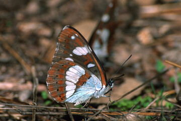 butterfly on the grass, White admiral butterfly,  (Limenitis reducta), Sardinia. Italy