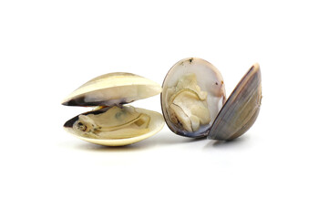 Closed up fresh baby clams, venus shell, shellfish, carpet clams, short necked clams, as raw food from the sea are the seafood ingredients. fresh clams isolated on white background.