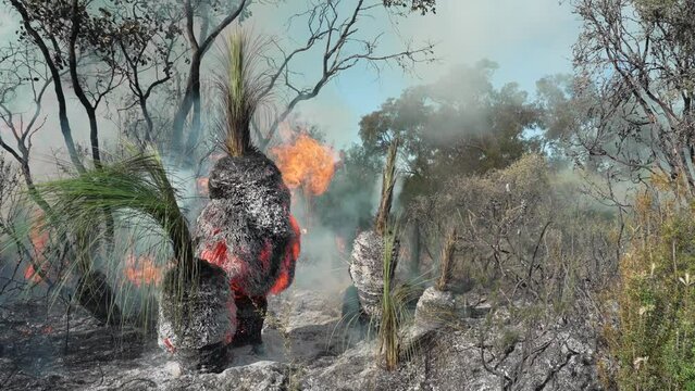 Burning Grass Tree Australia Flames