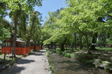 新緑の上賀茂神社　ならの小川　京都市北区