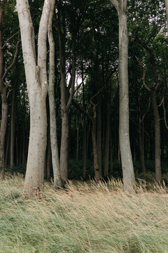 Gespensterwald, Germane forest