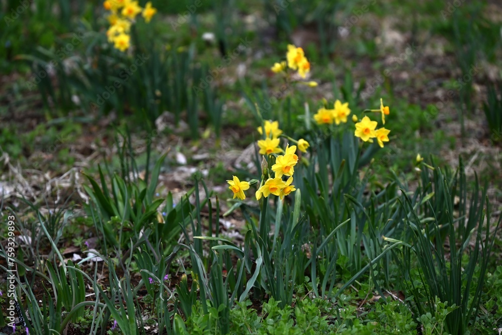 Canvas Prints narcissus flowers. amaryllidaceae perennial poisonous plant. it produces white or yellow flowers fro