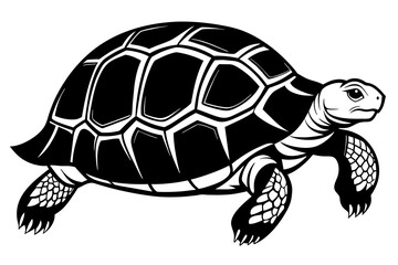 tortoise vector illustration