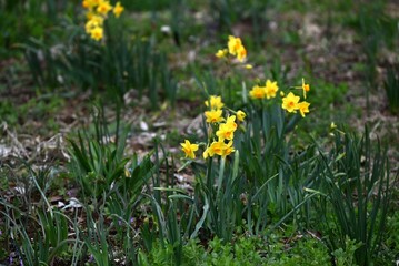 Narcissus flowers. Amaryllidaceae perennial Poisonous plant. It produces white or yellow flowers from winter to spring.
