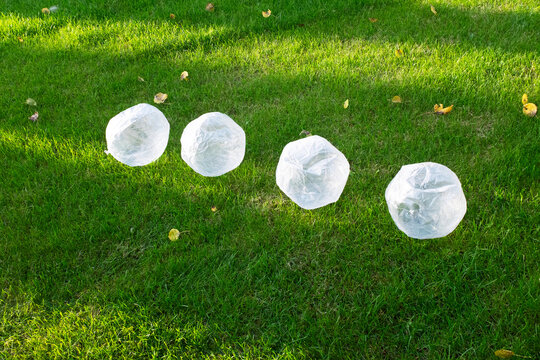 Clear plastic transparent balls in grass in garden with beam of light