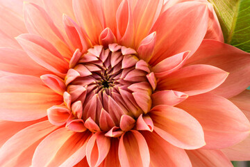 Dahlia Flower